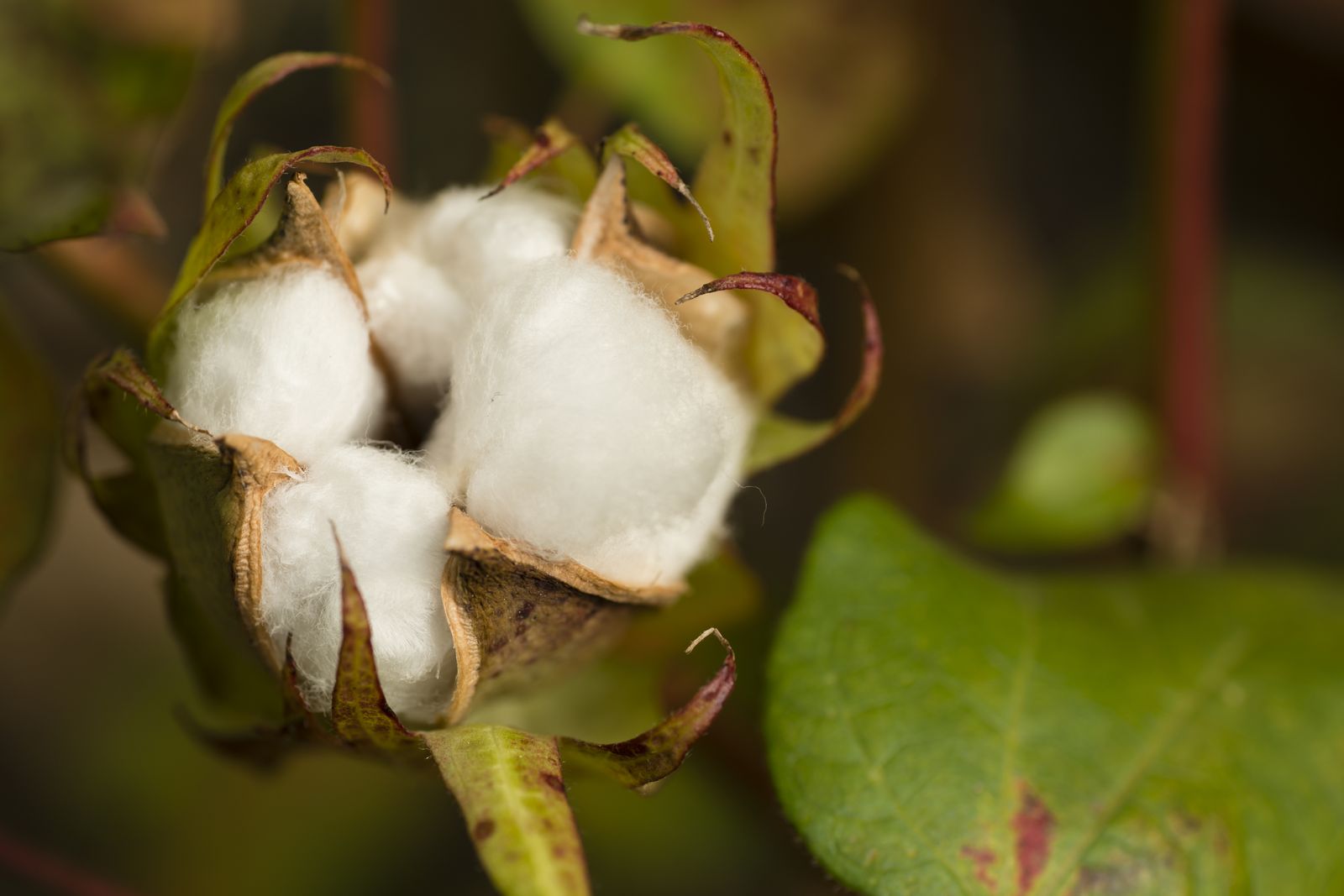 Cotton boll close-up